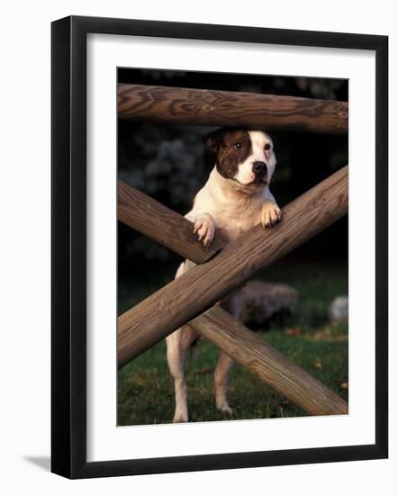 Staffordshire Bull Terrier Looking Through Fence-Adriano Bacchella-Framed Photographic Print