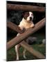 Staffordshire Bull Terrier Looking Through Fence-Adriano Bacchella-Mounted Photographic Print