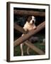 Staffordshire Bull Terrier Looking Through Fence-Adriano Bacchella-Framed Photographic Print