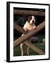 Staffordshire Bull Terrier Looking Through Fence-Adriano Bacchella-Framed Photographic Print