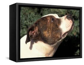 Staffordshire Bull Terrier Looking Up-Adriano Bacchella-Framed Stretched Canvas