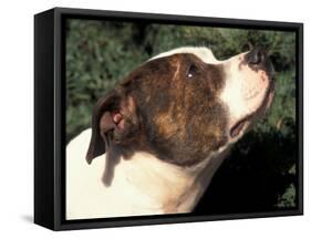 Staffordshire Bull Terrier Looking Up-Adriano Bacchella-Framed Stretched Canvas