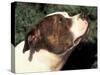 Staffordshire Bull Terrier Looking Up-Adriano Bacchella-Stretched Canvas