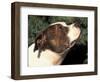 Staffordshire Bull Terrier Looking Up-Adriano Bacchella-Framed Premium Photographic Print