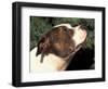 Staffordshire Bull Terrier Looking Up-Adriano Bacchella-Framed Premium Photographic Print