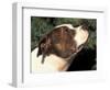 Staffordshire Bull Terrier Looking Up-Adriano Bacchella-Framed Premium Photographic Print