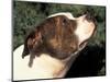 Staffordshire Bull Terrier Looking Up-Adriano Bacchella-Mounted Premium Photographic Print