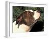 Staffordshire Bull Terrier Looking Up-Adriano Bacchella-Framed Photographic Print