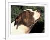 Staffordshire Bull Terrier Looking Up-Adriano Bacchella-Framed Photographic Print