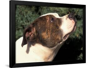 Staffordshire Bull Terrier Looking Up-Adriano Bacchella-Framed Photographic Print