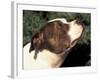 Staffordshire Bull Terrier Looking Up-Adriano Bacchella-Framed Photographic Print