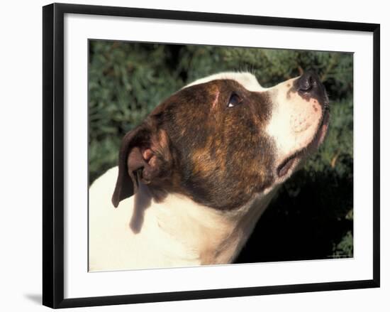 Staffordshire Bull Terrier Looking Up-Adriano Bacchella-Framed Photographic Print