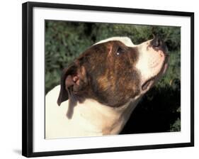 Staffordshire Bull Terrier Looking Up-Adriano Bacchella-Framed Photographic Print