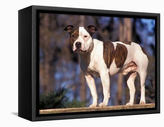 Staffordshire Bull Terrier Portrait-Adriano Bacchella-Framed Stretched Canvas