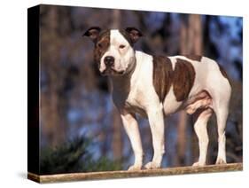 Staffordshire Bull Terrier Portrait-Adriano Bacchella-Stretched Canvas