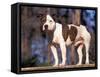 Staffordshire Bull Terrier Portrait-Adriano Bacchella-Framed Stretched Canvas