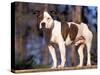 Staffordshire Bull Terrier Portrait-Adriano Bacchella-Stretched Canvas