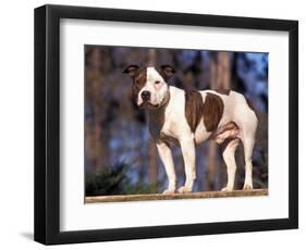 Staffordshire Bull Terrier Portrait-Adriano Bacchella-Framed Premium Photographic Print