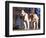 Staffordshire Bull Terrier Portrait-Adriano Bacchella-Framed Premium Photographic Print