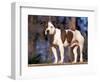 Staffordshire Bull Terrier Portrait-Adriano Bacchella-Framed Premium Photographic Print