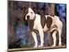 Staffordshire Bull Terrier Portrait-Adriano Bacchella-Mounted Premium Photographic Print