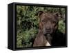 Staffordshire Bull Terrier Portrait-Adriano Bacchella-Framed Stretched Canvas