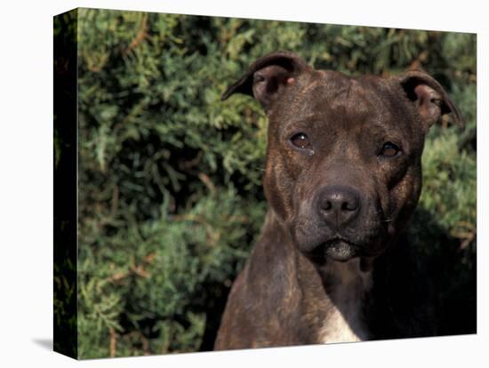 Staffordshire Bull Terrier Portrait-Adriano Bacchella-Stretched Canvas