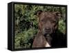 Staffordshire Bull Terrier Portrait-Adriano Bacchella-Framed Stretched Canvas