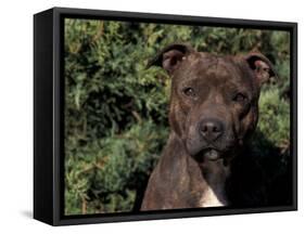 Staffordshire Bull Terrier Portrait-Adriano Bacchella-Framed Stretched Canvas