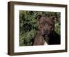 Staffordshire Bull Terrier Portrait-Adriano Bacchella-Framed Premium Photographic Print