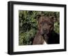 Staffordshire Bull Terrier Portrait-Adriano Bacchella-Framed Premium Photographic Print