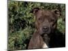 Staffordshire Bull Terrier Portrait-Adriano Bacchella-Mounted Premium Photographic Print