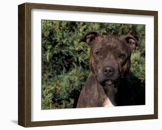 Staffordshire Bull Terrier Portrait-Adriano Bacchella-Framed Photographic Print