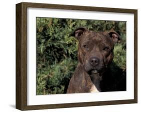 Staffordshire Bull Terrier Portrait-Adriano Bacchella-Framed Photographic Print