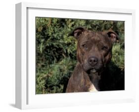 Staffordshire Bull Terrier Portrait-Adriano Bacchella-Framed Photographic Print