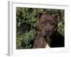 Staffordshire Bull Terrier Portrait-Adriano Bacchella-Framed Photographic Print