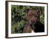 Staffordshire Bull Terrier Portrait-Adriano Bacchella-Framed Photographic Print