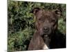 Staffordshire Bull Terrier Portrait-Adriano Bacchella-Mounted Photographic Print