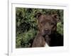 Staffordshire Bull Terrier Portrait-Adriano Bacchella-Framed Photographic Print