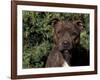 Staffordshire Bull Terrier Portrait-Adriano Bacchella-Framed Photographic Print