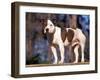 Staffordshire Bull Terrier Portrait-Adriano Bacchella-Framed Photographic Print