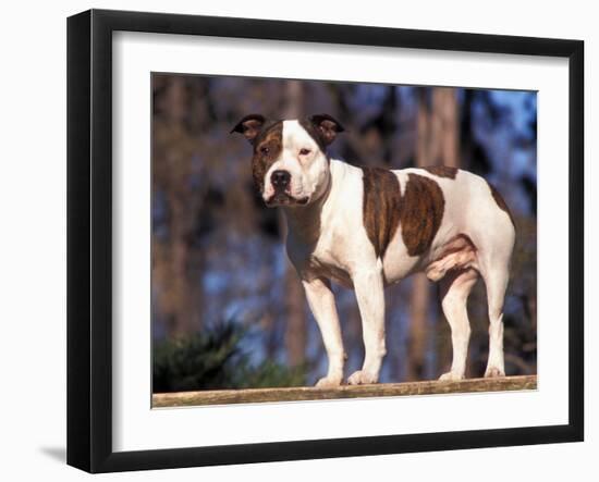 Staffordshire Bull Terrier Portrait-Adriano Bacchella-Framed Photographic Print