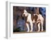Staffordshire Bull Terrier Portrait-Adriano Bacchella-Framed Photographic Print