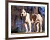 Staffordshire Bull Terrier Portrait-Adriano Bacchella-Framed Photographic Print