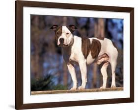 Staffordshire Bull Terrier Portrait-Adriano Bacchella-Framed Photographic Print