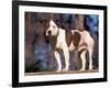 Staffordshire Bull Terrier Portrait-Adriano Bacchella-Framed Photographic Print