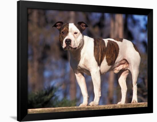 Staffordshire Bull Terrier Portrait-Adriano Bacchella-Framed Photographic Print