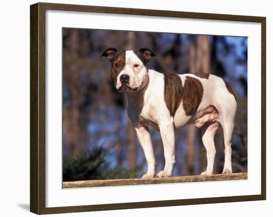 Staffordshire Bull Terrier Portrait-Adriano Bacchella-Framed Photographic Print