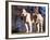 Staffordshire Bull Terrier Portrait-Adriano Bacchella-Framed Photographic Print