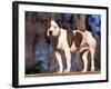 Staffordshire Bull Terrier Portrait-Adriano Bacchella-Framed Photographic Print